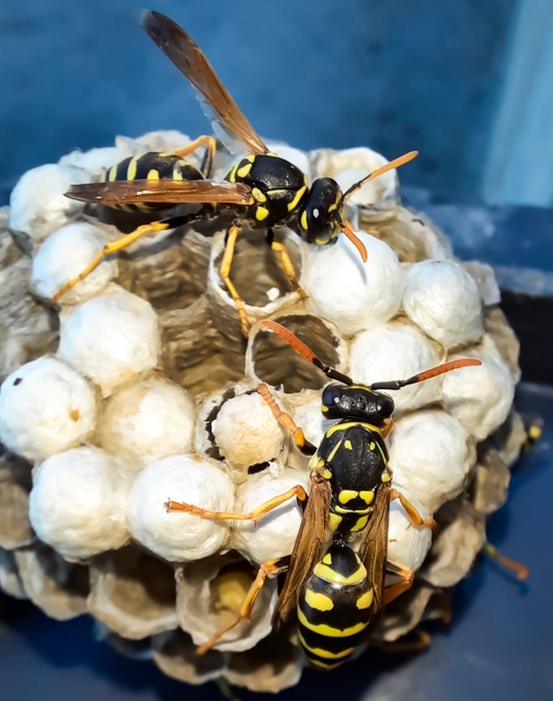Polistes dominulus - déli papírdarázs