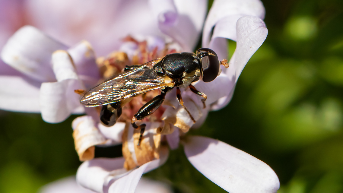 Syritta pipiens - zizegő comboslégy