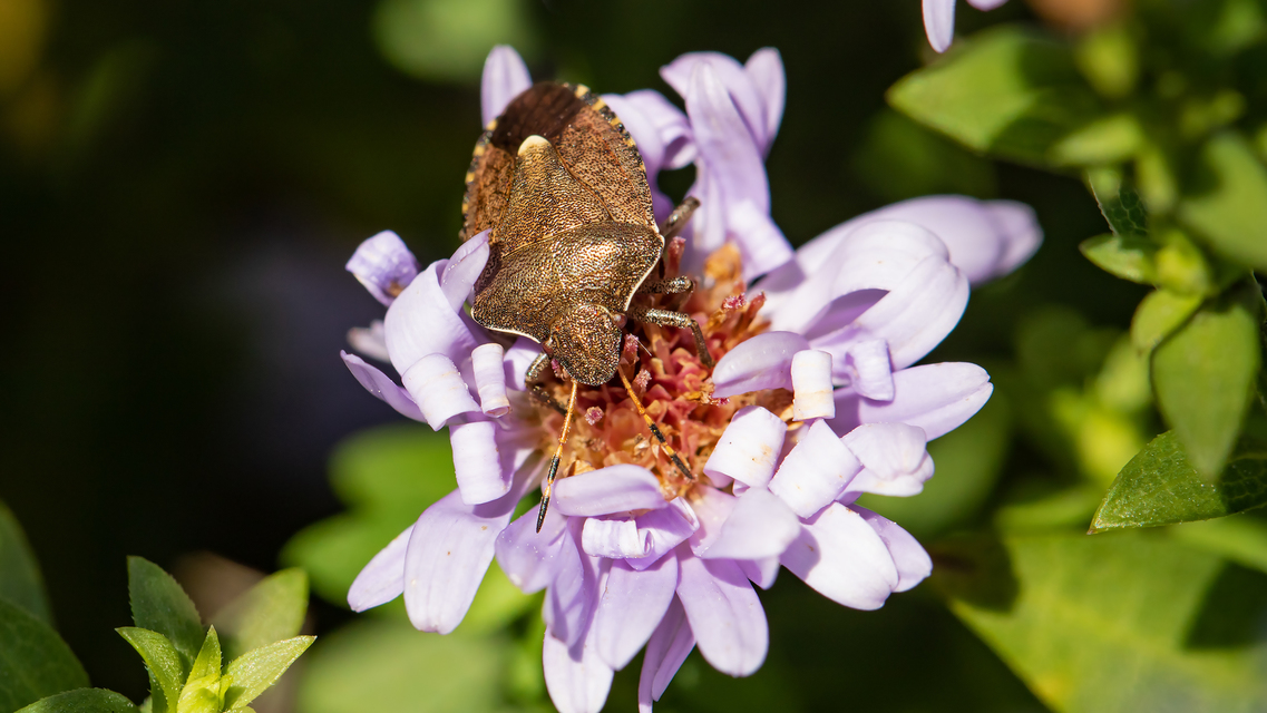 Peribalus strictus - tavaszi címerespoloska Peribalus strictus - tavaszi címerespoloska