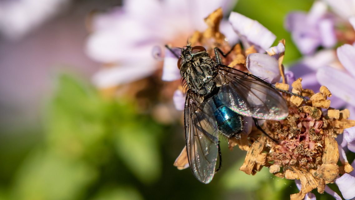 Calliphora