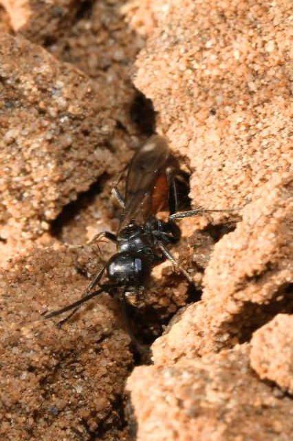 Pompilidae - útonállódarazsak