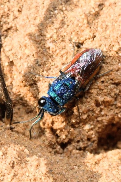 Chrysis