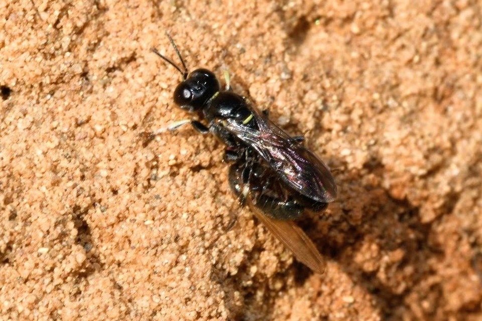 Crabronidae - szitásdarazsak