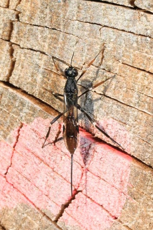 Xorides filiformis