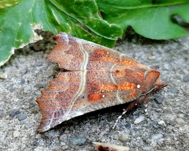 Scoliopteryx libatrix - vörös csipkésbagoly