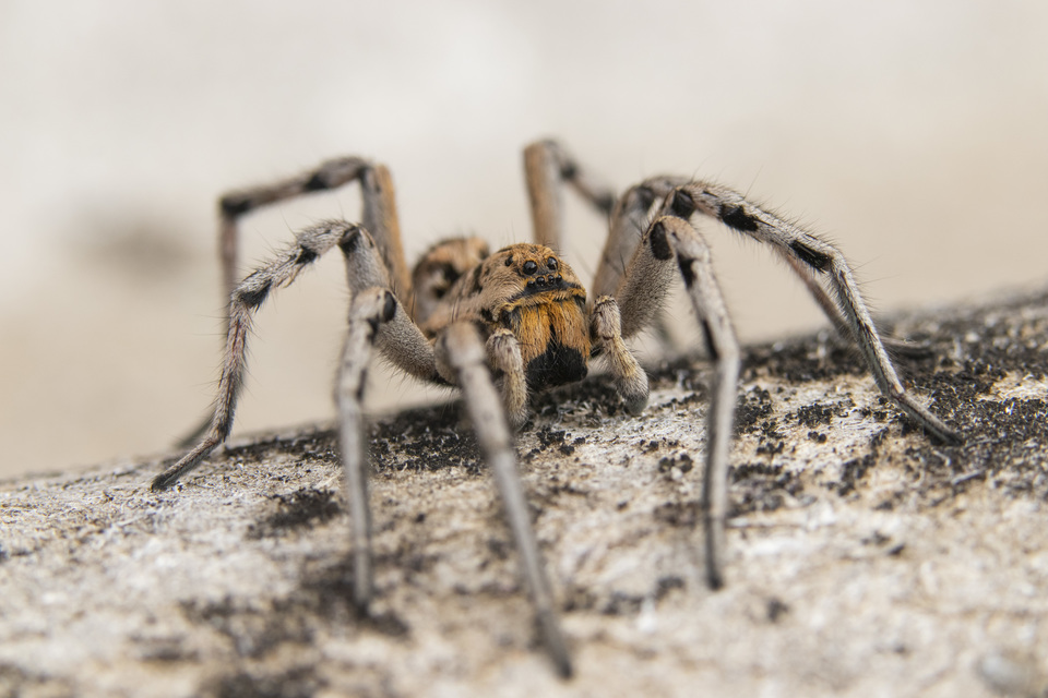 Geolycosa vultuosa - pokoli cselőpók