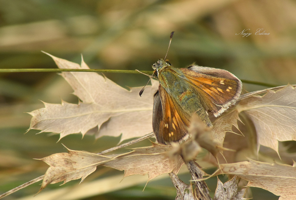 Hesperia comma - vesszős busalepke