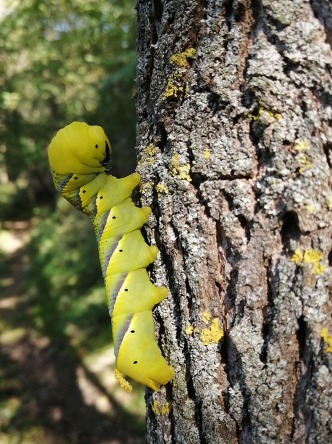 Acherontia atropos - halálfejes lepke