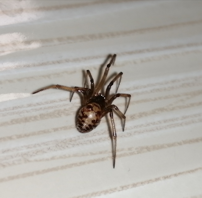 Steatoda triangulosa - háromszöges faggyúpók