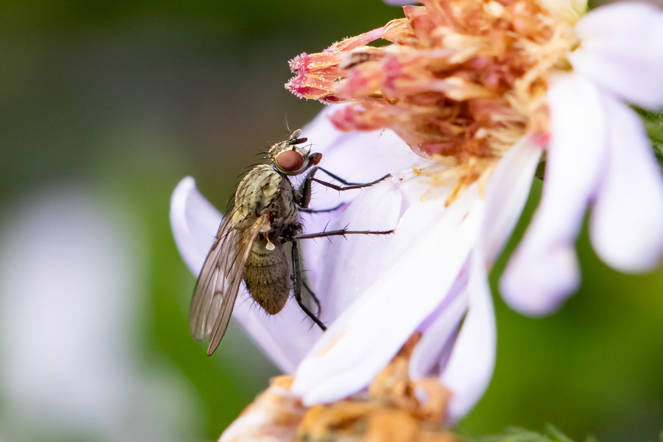 Anthomyia liturata