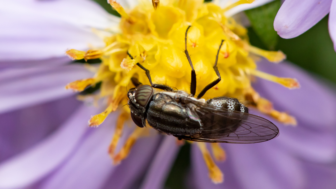Stomorhina lunata - sáskaparazita légy