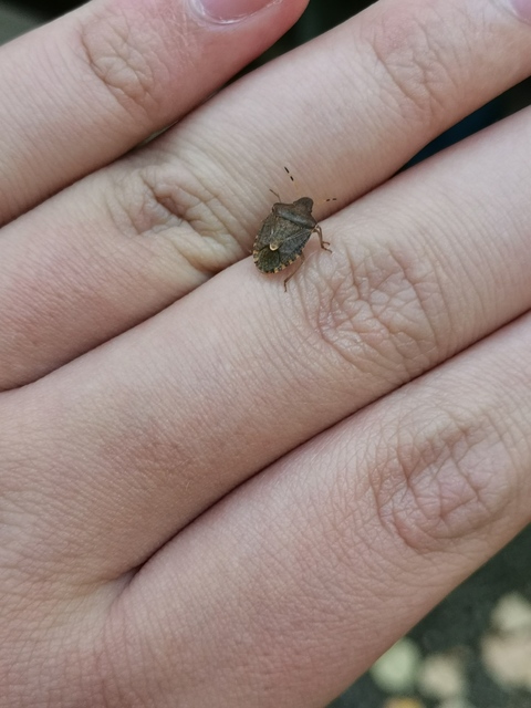Peribalus strictus - tavaszi címerespoloska Peribalus strictus - tavaszi címerespoloska