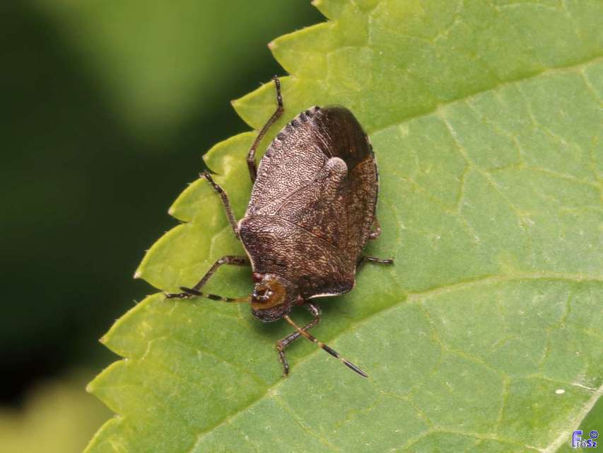 Peribalus strictus - tavaszi címerespoloska Peribalus strictus - tavaszi címerespoloska