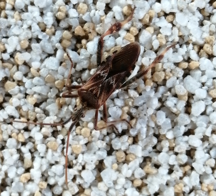 Leptoglossus occidentalis - nyugati levéllábú poloska