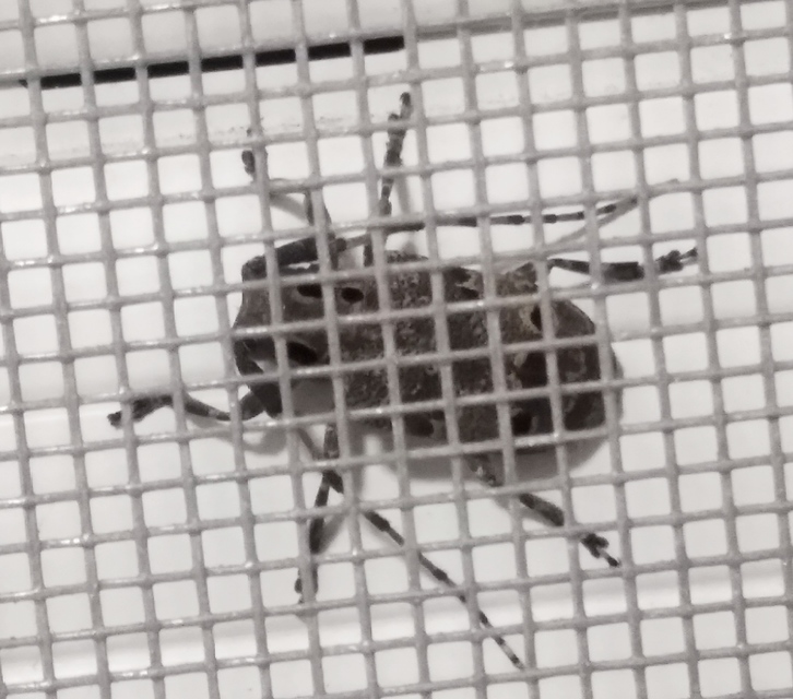 Mesosa curculionoides - szemfoltos cincér