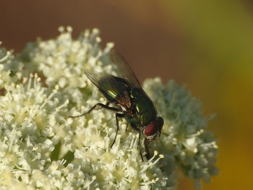 Lucilia