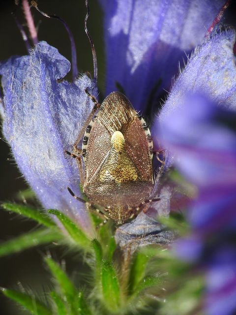 Dolycoris baccarum - közönséges bogyómászó-poloska