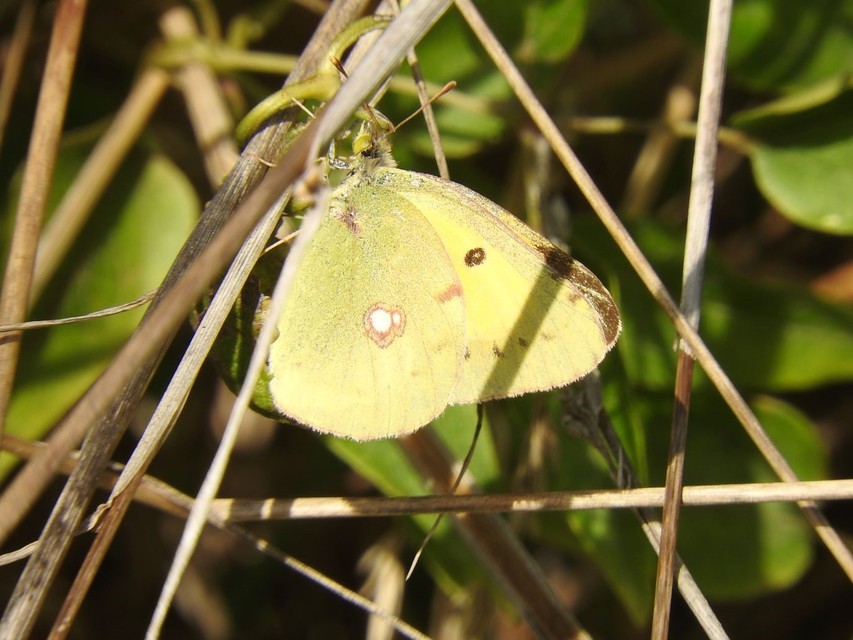 Colias erate - csángó-kéneslepke