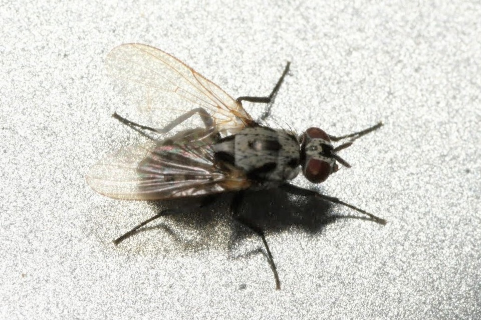 Anthomyia procellaris