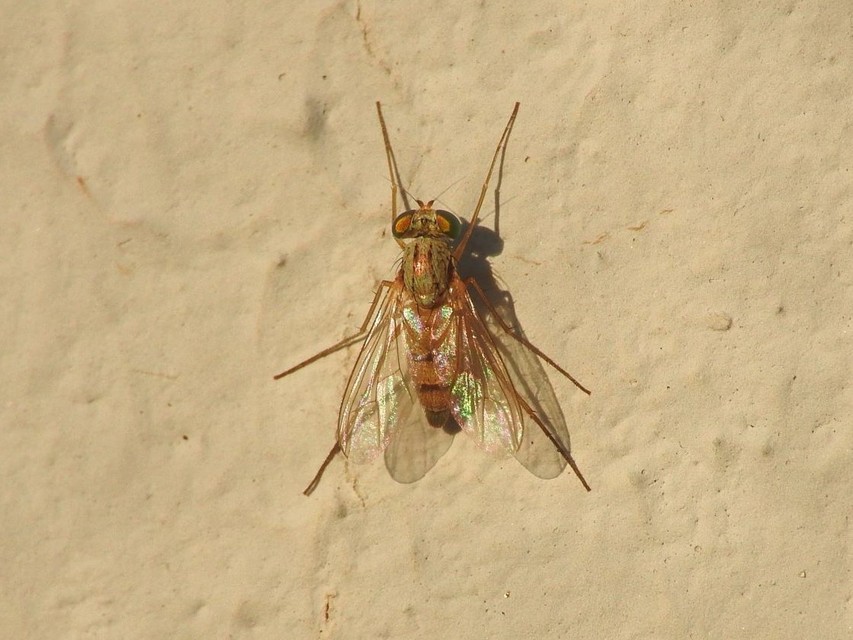 Dolichopodidae - szúnyoglábú legyek