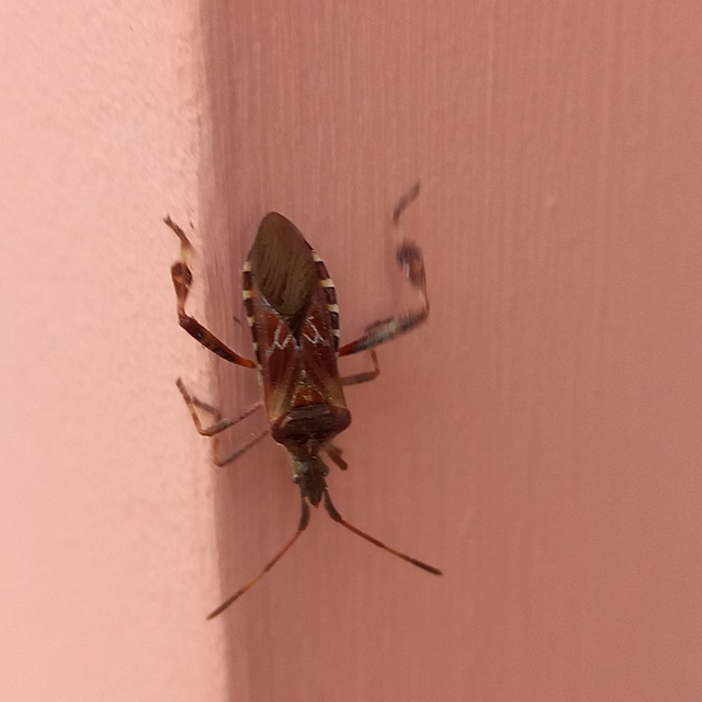 Leptoglossus occidentalis - nyugati levéllábú poloska