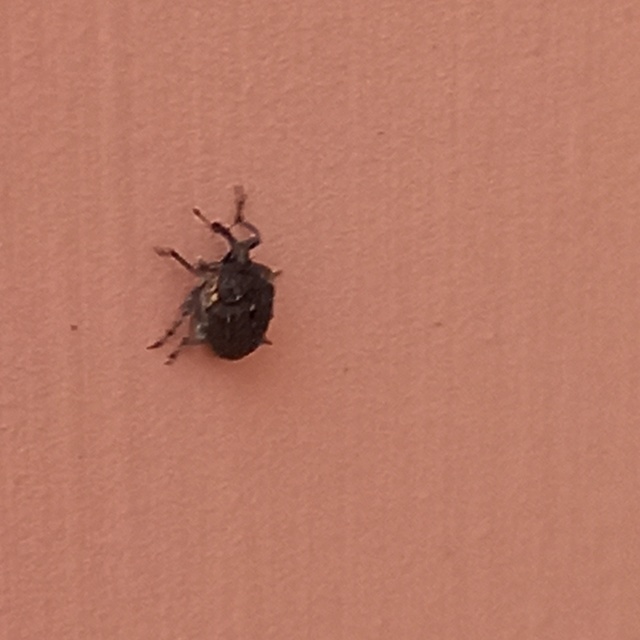 Stenocarus