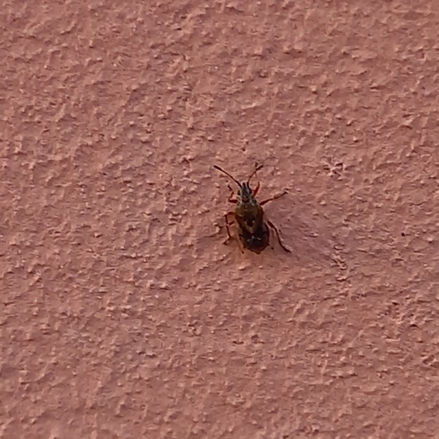 Kleidocerys resedae - nyírbodobács