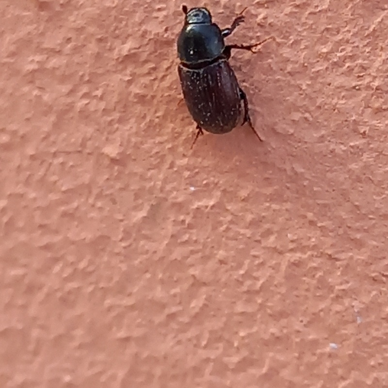 Sigorus porcus