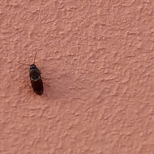 Drasterius bimaculatus - változékony pattanó