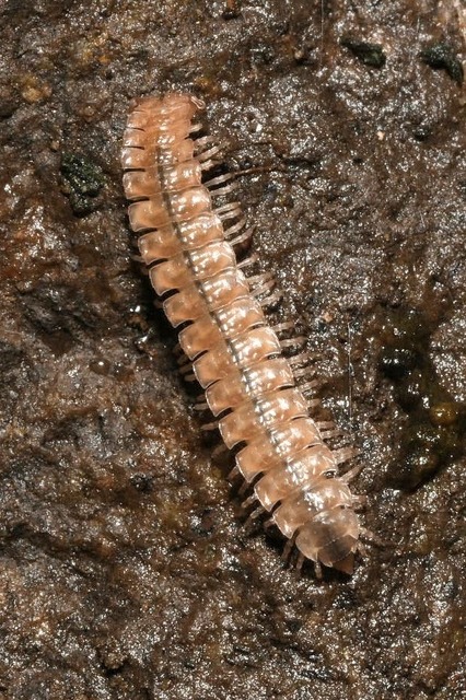 Polydesmus