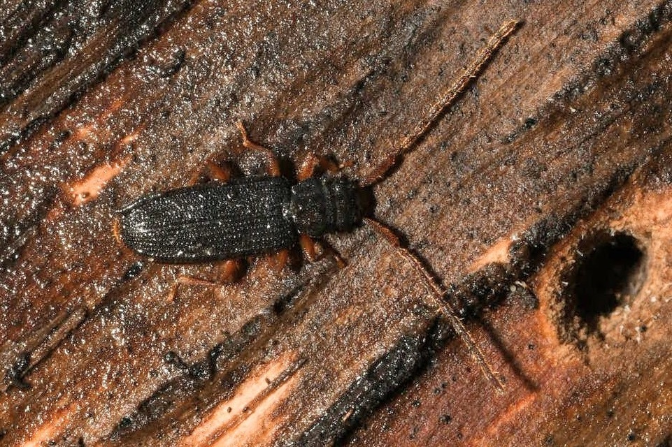 Uleiota planatus - hosszúcsápú fogasnyakú-lapbogár