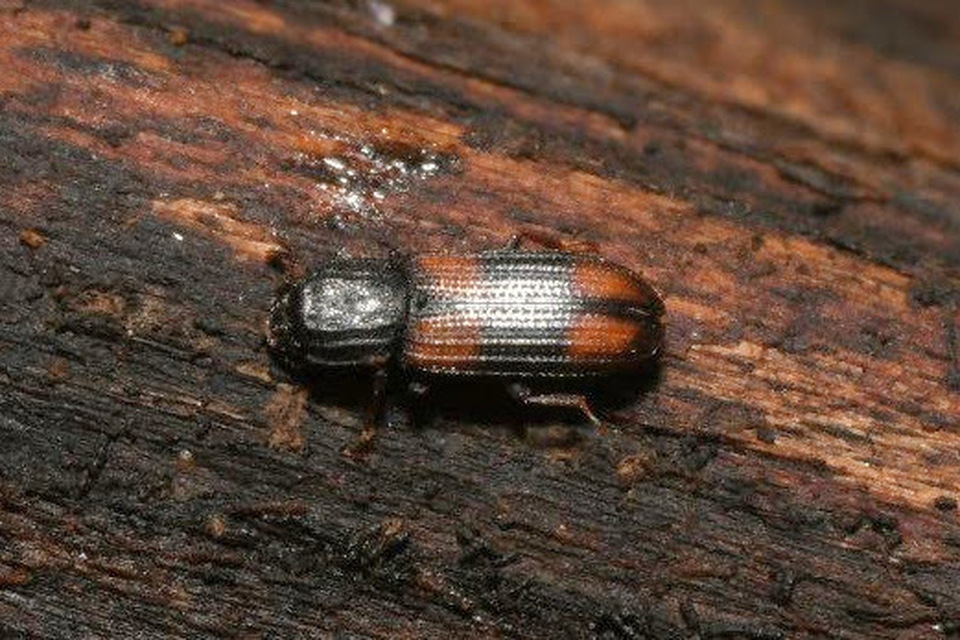 Bitoma crenata - szalagos héjbogár