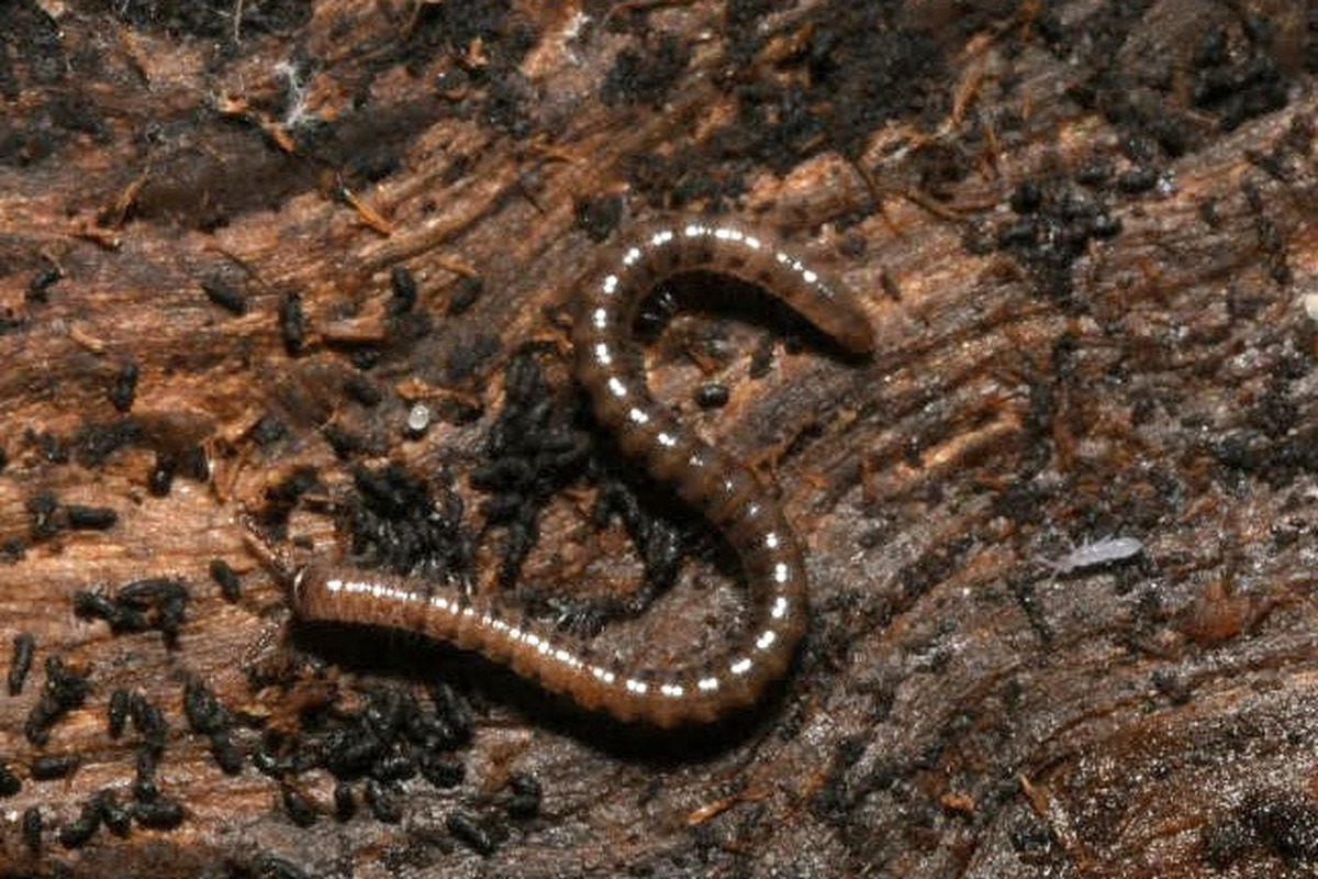 Nemasoma varicorne