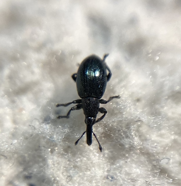 Aspidapion aeneum - mályvarontó cickányormányos