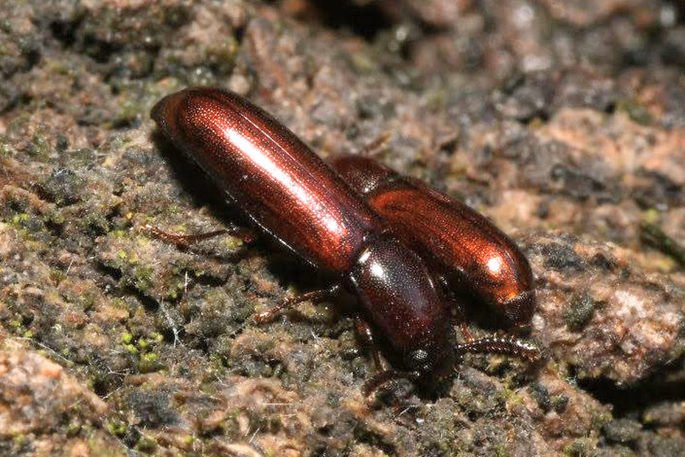 Corticeus unicolor - egyszínű kéregbújó