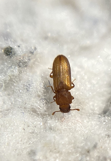 Bitoma crenata - szalagos héjbogár