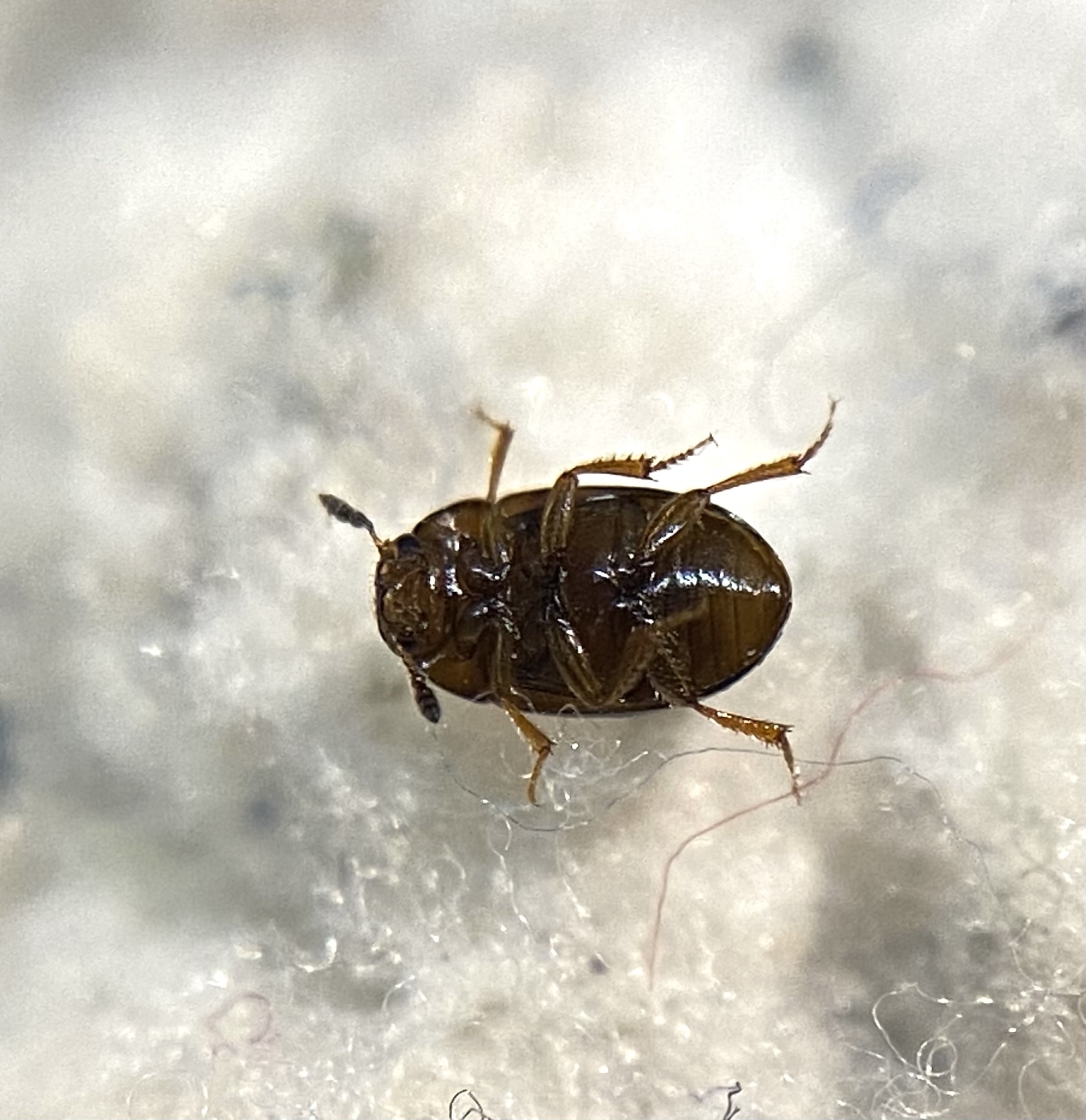 Hydnobius multistriatus - szélesfejű szegélyes-gombabogárka