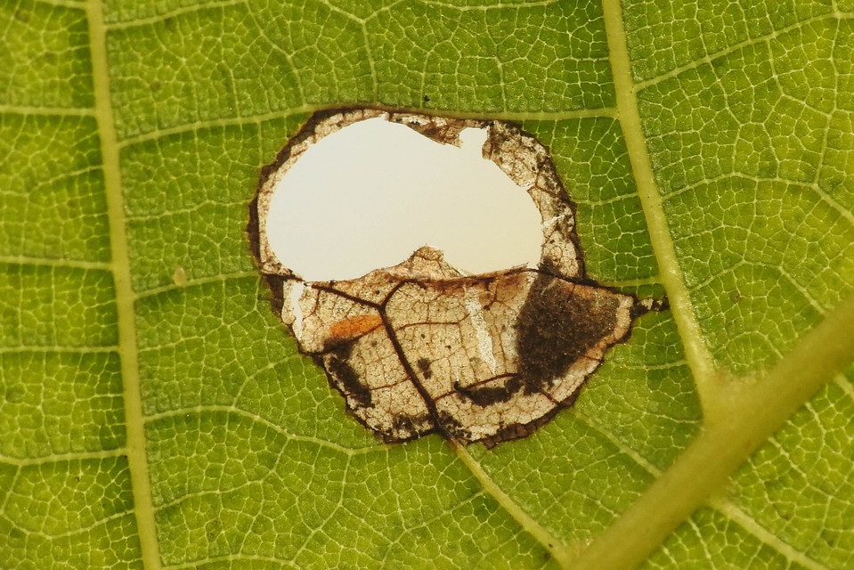 Coptodisca lucifluella - dióaknázó fényesmoly