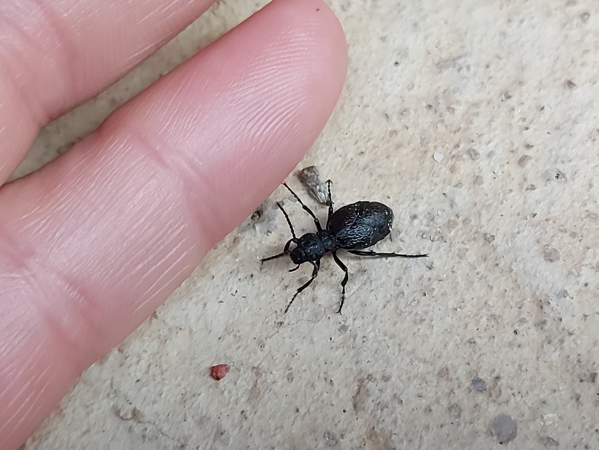 Meloe rugosus - ráncos nünüke