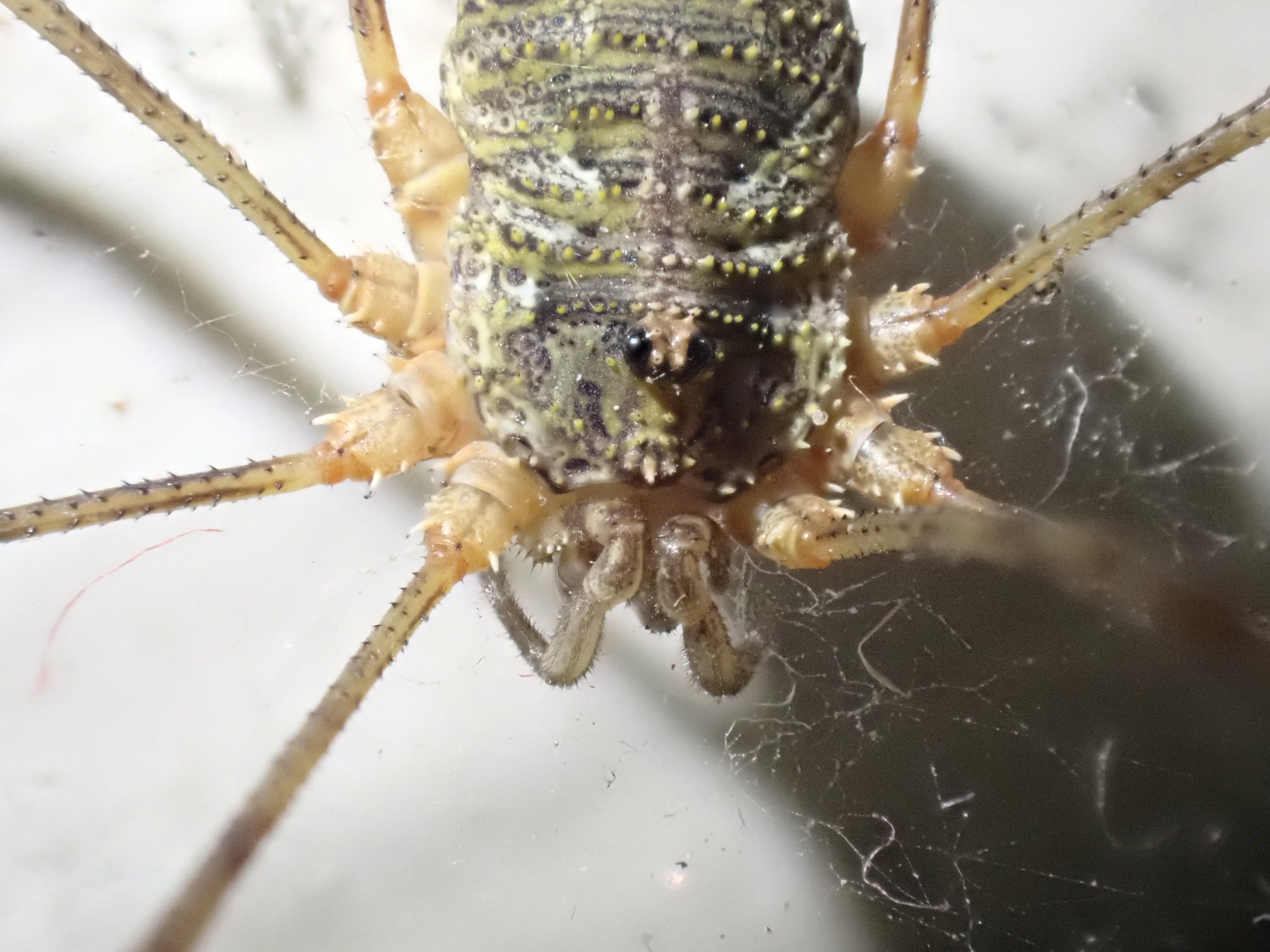 Lacinius dentiger