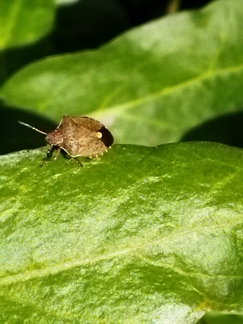 Peribalus strictus - tavaszi címerespoloska Peribalus strictus - tavaszi címerespoloska