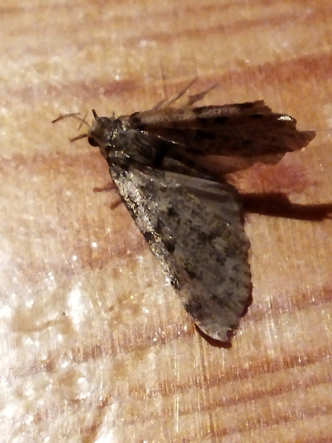 Aglossa pinguinalis - zsiradékmoly