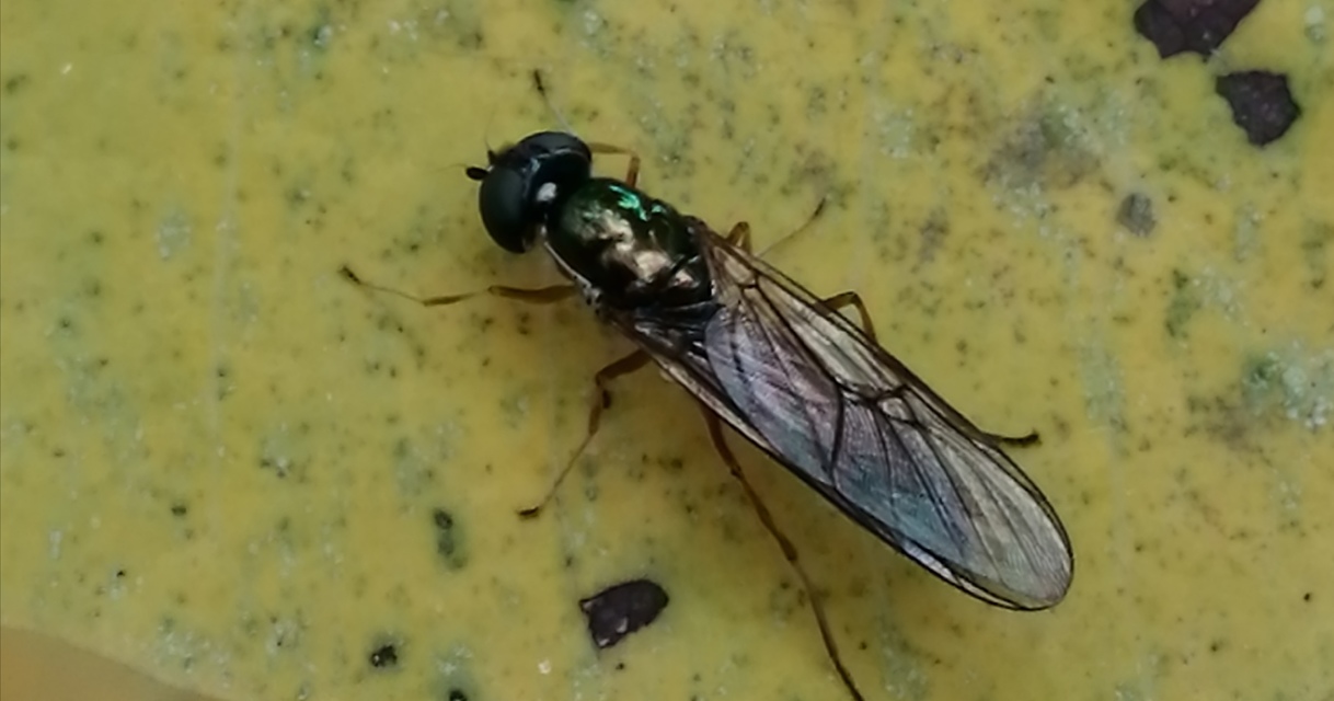 Sargus bipunctatus - kétpettyes fémeslégy