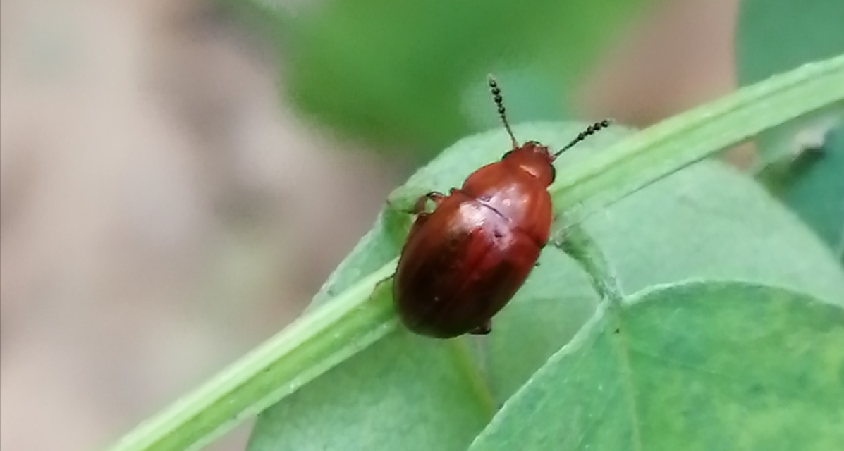 Leiodidae - pecebogárfélék Leiodidae - pecebogárfélék