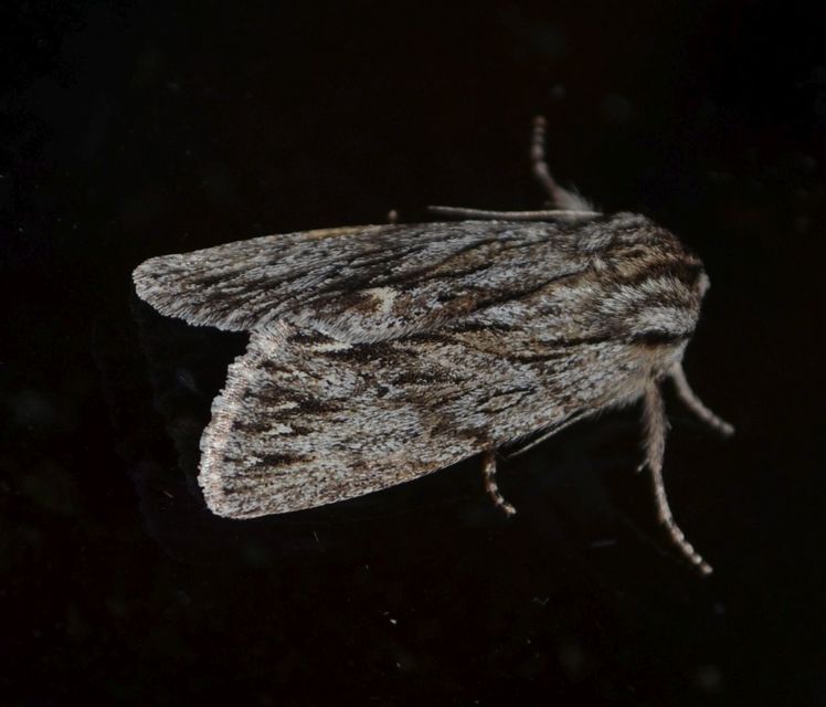 Asteroscopus sphinx - csillagnéző bundásbagoly