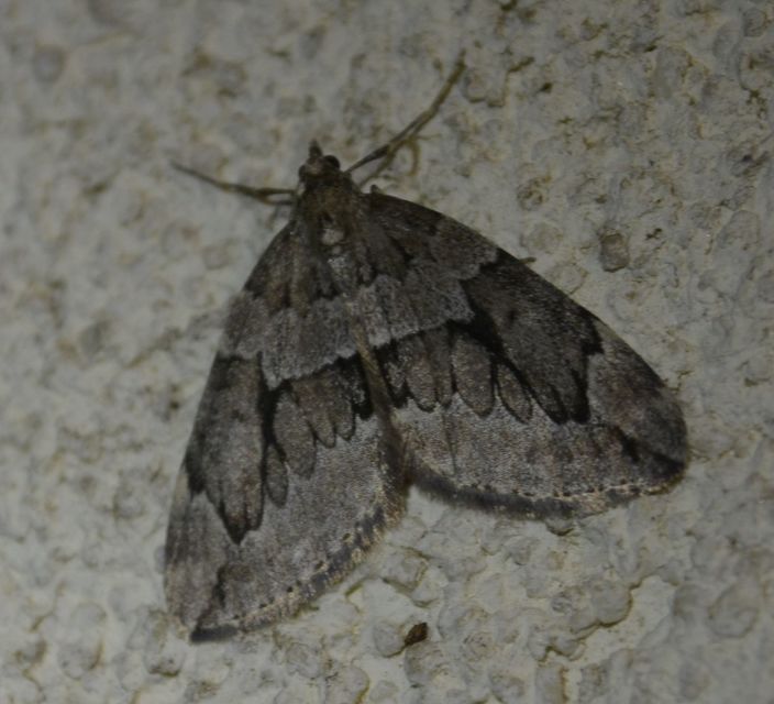 Thera juniperata - boróka-araszoló