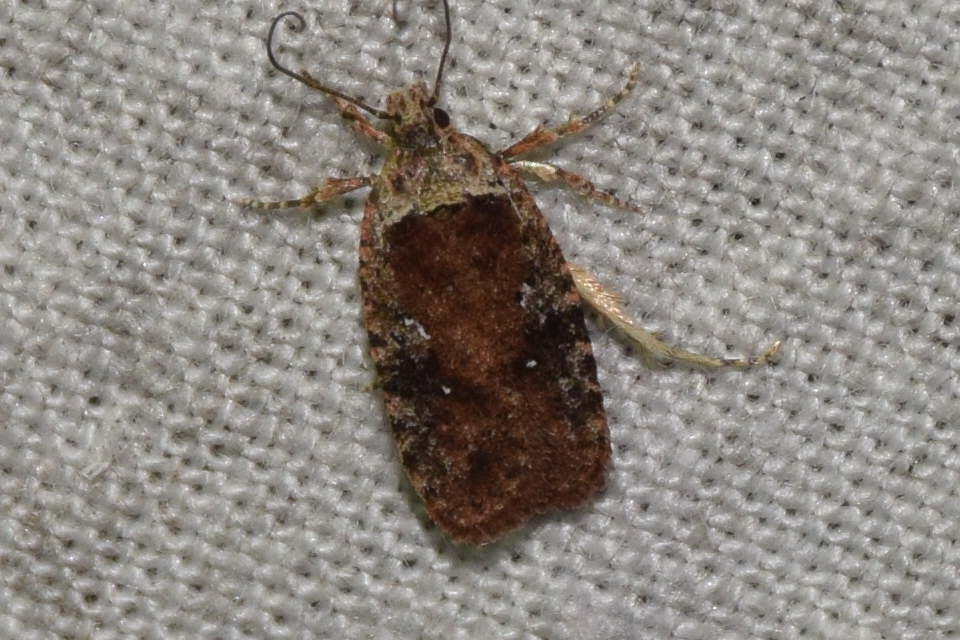 Agonopterix purpurea - bíborszínű laposmoly