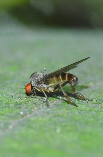 Platypezidae - kormoslegyek