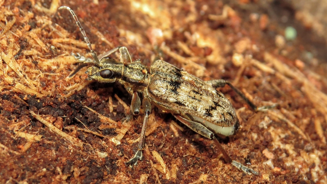 Rhagium inquisitor - fenyves-tövisescincér