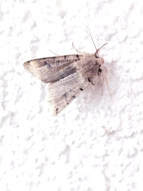 Anchoscelis litura - tarka őszibagoly